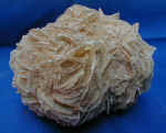 Rosa del Deserto